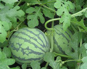 变色瓜孕妇可以吃吗