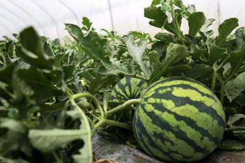 塘头路吃瓜,夏日炎炎，吃瓜群众的热闹聚集地