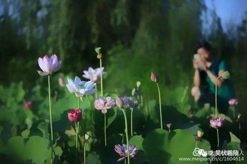 吃瓜莲花,揭秘娱乐圈背后的秘密与真相