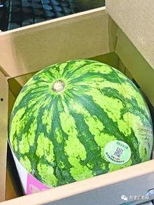 现在吃瓜的人真多吗,吃瓜群众现象解析