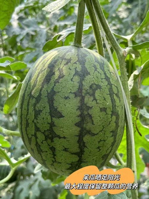 吃瓜达人爱吃瓜,揭秘瓜界那些事儿