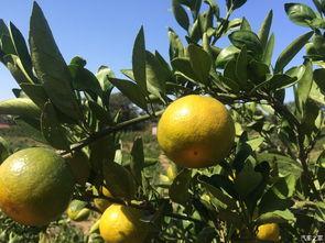 桔子酒店吃瓜 第3张 桔子酒店吃瓜 第3张