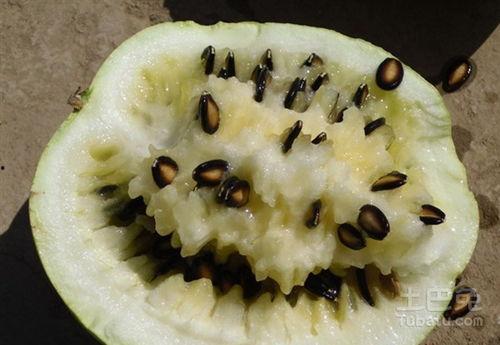 吃籽瓜导致咳嗽,揭秘瓜籽与呼吸道不适的秘密 第2张 吃籽瓜导致咳嗽,揭秘瓜籽与呼吸道不适的秘密 第2张