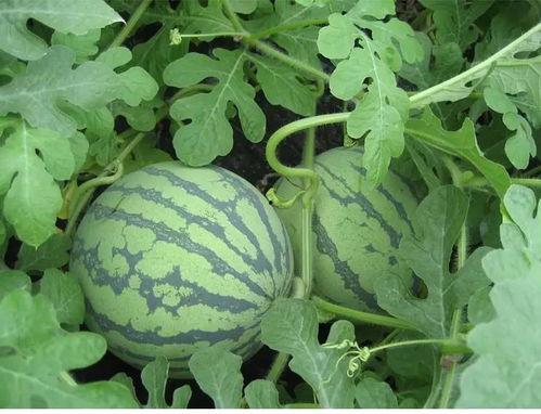 吃瓜解渴吗 第2张 吃瓜解渴吗 第2张