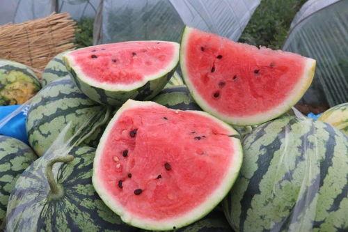 吃瓜解渴吗 第3张 吃瓜解渴吗 第3张