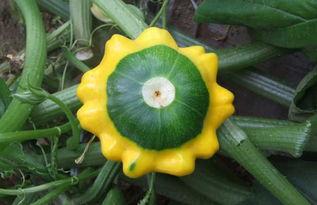 飞碟瓜能直接吃吗,可直接食用的神奇果实揭秘 第1张 飞碟瓜能直接吃吗,可直接食用的神奇果实揭秘 第1张