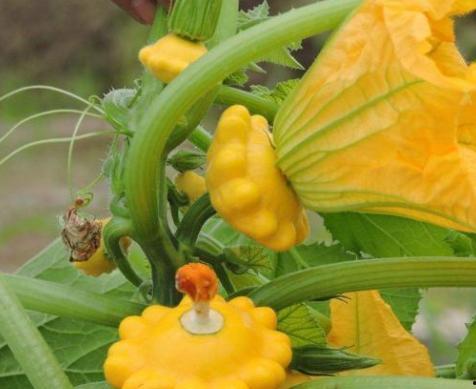 飞碟瓜能直接吃吗,可直接食用的神奇果实揭秘 第2张 飞碟瓜能直接吃吗,可直接食用的神奇果实揭秘 第2张