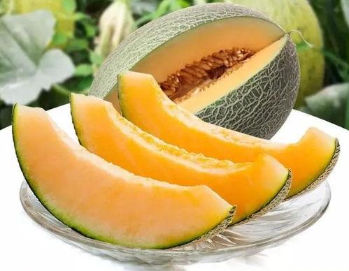 吃瓜想瓜,揭秘吃瓜想瓜的趣味人生 第2张 吃瓜想瓜,揭秘吃瓜想瓜的趣味人生 第2张