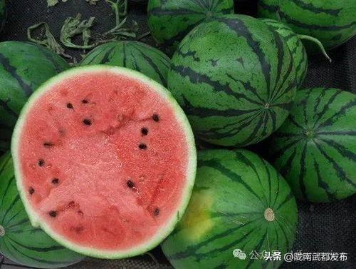 吃瓜想瓜,揭秘吃瓜想瓜的趣味人生 第3张 吃瓜想瓜,揭秘吃瓜想瓜的趣味人生 第3张