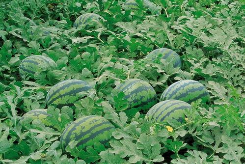 邛崃吃瓜群,揭秘当地生活百态  第1张