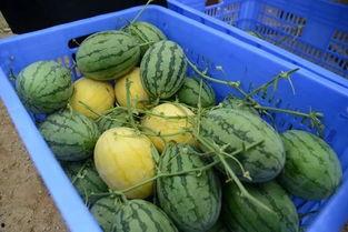 邛崃吃瓜群,揭秘当地生活百态  第2张