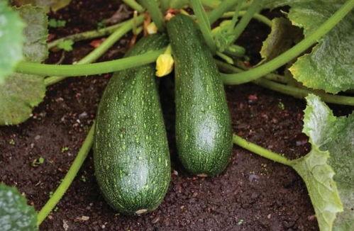 吃中药可以吃瓜,健康生活新主张  第3张