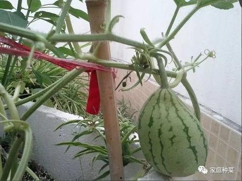 阳台吃瓜小刀,揭秘吃瓜群众的趣味生活 第3张 阳台吃瓜小刀,揭秘吃瓜群众的趣味生活 第3张