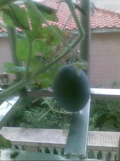 今天晚上阳台吃瓜,阳台瓜香四溢，共享夏日悠闲时光