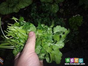 今天晚上阳台吃瓜,阳台瓜香四溢，共享夏日悠闲时光  第2张