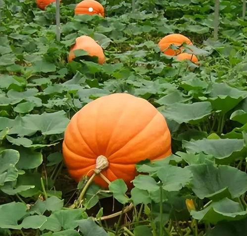 吃瓜容易肚子胀,轻松应对肚子胀气困扰 第3张 吃瓜容易肚子胀,轻松应对肚子胀气困扰 第3张