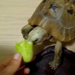 小玉吃瓜,揭秘娱乐圈那些不为人知的幕后故事  第2张