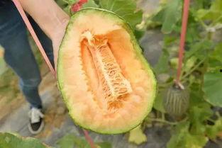 喜人吃瓜,揭秘娱乐圈那些不为人知的幕后故事  第2张