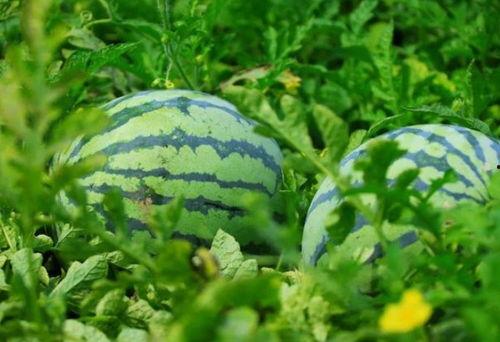 喜人吃瓜,揭秘娱乐圈那些不为人知的幕后故事  第3张