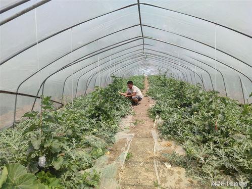 小毛瓜可以吃吗,安全食用指南与营养解析  第3张