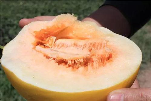 吃隔夜蜜瓜死亡,食品安全警钟长鸣  第1张