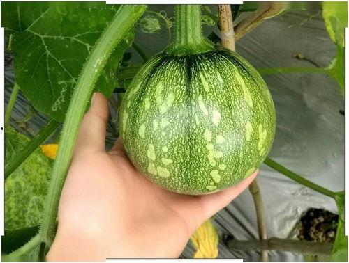 小娅吃瓜,揭秘娱乐圈那些不为人知的幕后故事 第1张 小娅吃瓜,揭秘娱乐圈那些不为人知的幕后故事 第1张