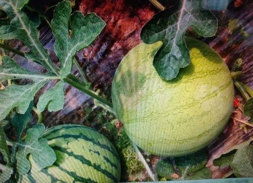 吃瓜怎么去写,一场全民参与的娱乐盛宴  第1张