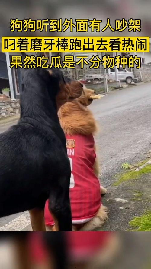 吃瓜群众什么动物,趣味横生的动物众生相