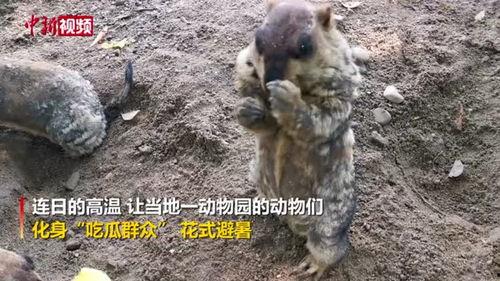 吃瓜群众什么动物,趣味横生的动物众生相 第2张 吃瓜群众什么动物,趣味横生的动物众生相 第2张