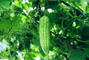 每天吃别人的瓜,我的瓜果日常  第3张