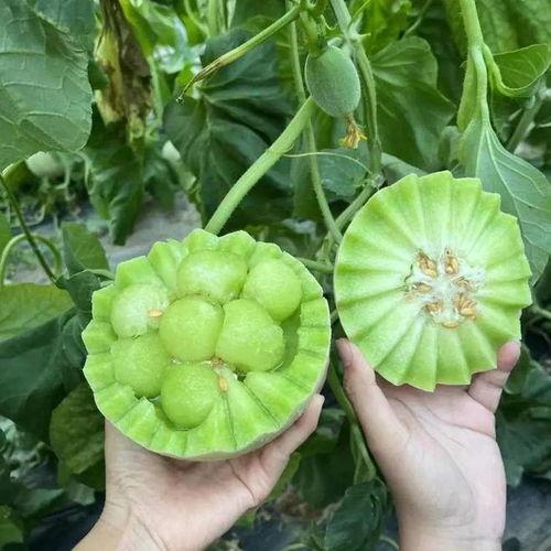 吃瓜小果子,吃瓜小果子的趣味生活点滴  第1张