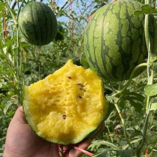 吃瓜小果子,吃瓜小果子的趣味生活点滴  第2张