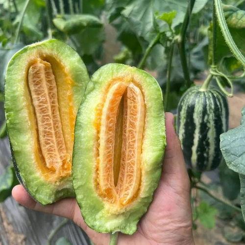 吃瓜小果子,吃瓜小果子的趣味生活点滴  第3张