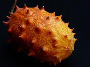 孕妇可以吃刺角瓜怎么吃,刺角瓜的多样食用方法  第2张