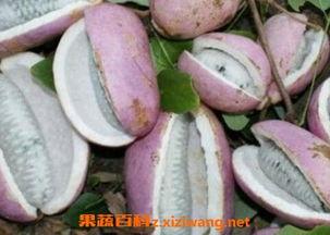 八月瓜吃泥  第1张