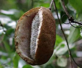 八月瓜吃泥  第2张