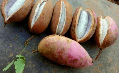 八月瓜吃泥  第3张