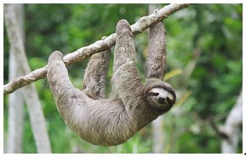 树懒游戏解说吃瓜,吃瓜群众眼中的游戏世界 第2张 树懒游戏解说吃瓜,吃瓜群众眼中的游戏世界 第2张