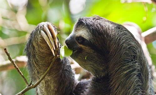 树懒游戏解说吃瓜,吃瓜群众眼中的游戏世界 第3张 树懒游戏解说吃瓜,吃瓜群众眼中的游戏世界 第3张