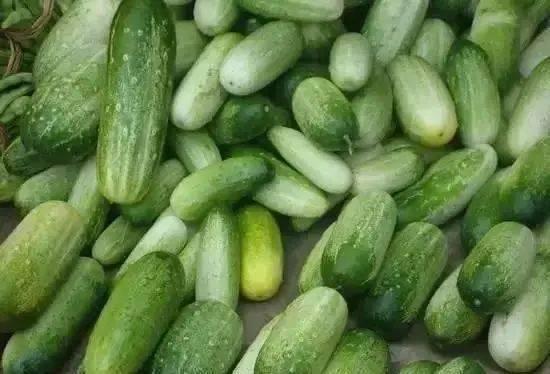 做梦梦到吃烧瓜,烧瓜美食之旅  第1张