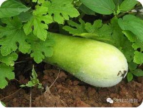 下斑了还有瓜吃,即便下斑，瓜果依旧香甜