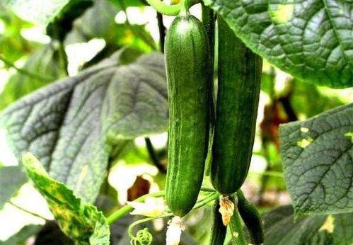 下斑了还有瓜吃,即便下斑,瓜果依旧香甜 第3张 下斑了还有瓜吃,即便下斑,瓜果依旧香甜 第3张