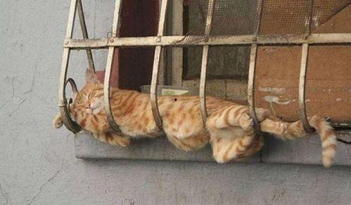 带你吃瓜奇葩睡姿,带你领略“吃瓜”界的奇葩睡姿大赏 第3张 带你吃瓜奇葩睡姿,带你领略“吃瓜”界的奇葩睡姿大赏 第3张