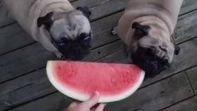 狗可以吃哈密瓜么,哈密瓜,狗狗的夏日美味吗? 第2张 狗可以吃哈密瓜么,哈密瓜,狗狗的夏日美味吗? 第2张