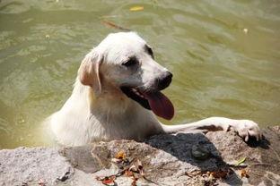 狗可以吃哈密瓜么,哈密瓜,狗狗的夏日美味吗? 第3张 狗可以吃哈密瓜么,哈密瓜,狗狗的夏日美味吗? 第3张