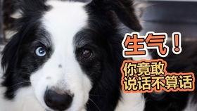 吃瓜蹬狗,揭秘娱乐圈的忠诚与背叛 第1张 吃瓜蹬狗,揭秘娱乐圈的忠诚与背叛 第1张