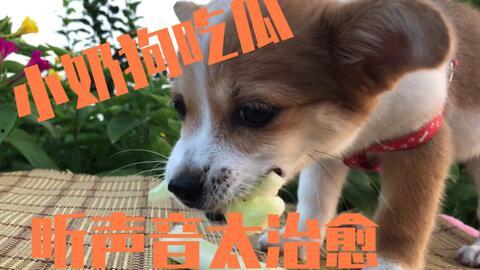 吃瓜蹬狗,揭秘娱乐圈的忠诚与背叛 第3张 吃瓜蹬狗,揭秘娱乐圈的忠诚与背叛 第3张