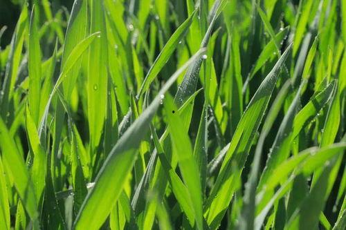 花田里吃瓜,一场别开生面的夏日盛宴  第1张