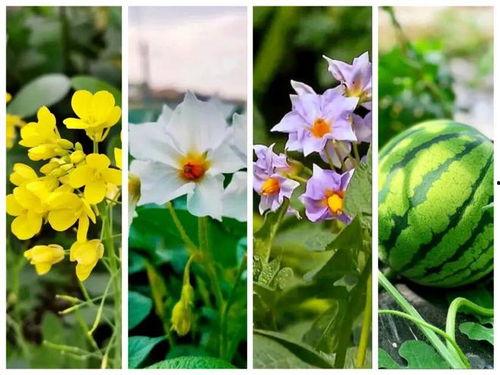 花田里吃瓜,一场别开生面的夏日盛宴  第3张