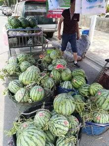 青海网红吃瓜事件,揭秘网络舆论的风暴与真相  第2张